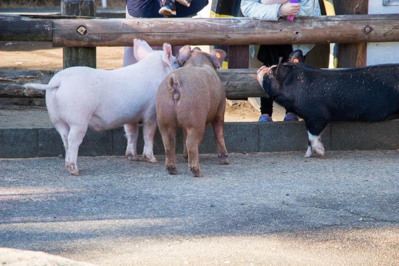 img_0201-saiboku-201612